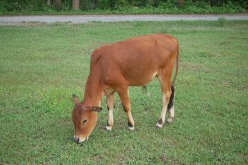 A brown cow calf, is standing for eating grass  in the grass field.
