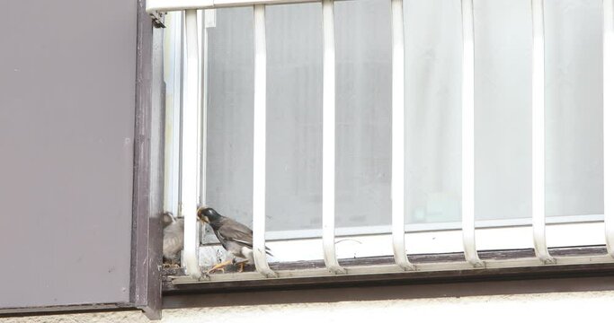 椋鳥の親子。民家の窓に付いている雨戸の戸袋に巣作り。親鳥が巣立ちを控えた幼鳥に給餌している様子。