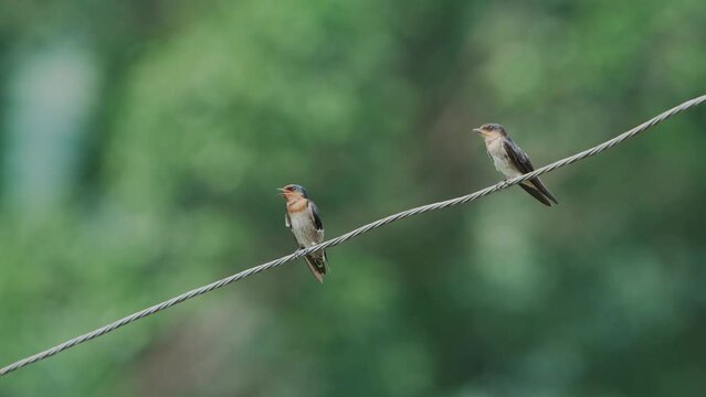 Pacific Swallow male and female perched on a wire with a light green background