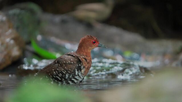 Red-legged Crake is bathing in a small pond