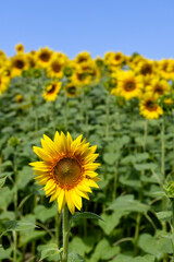 Tuscan landscape with the flower of summer, the sunflower

