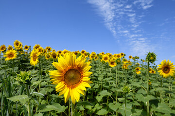 Tuscan landscape with the flower of summer, the sunflower


