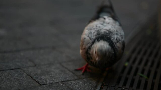 A pigeon in new york city streets looking for food