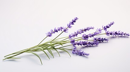 Portrait beautiful purple lavender flower Ai Generative