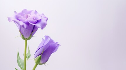 Portrait beautiful purple lisianthus flower Ai Generative