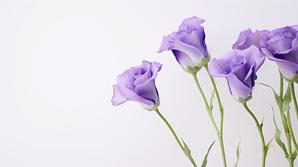 Portrait beautiful purple lisianthus flower Ai Generative