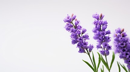 Portrait beautiful purple statice flower Ai Generative