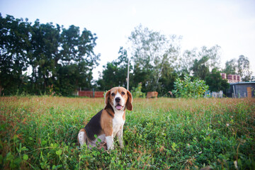 An adorable tri-color beagle dog sitting in a grass field.
