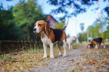 A cute tri-color beagle dog  looking forward to something while  standing and on the  road in the...