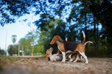 Several beagle dogs playing together and there are some  fight in the park.