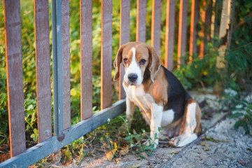 A lonely  tri-color beagle dog sitting aside the fence door .
