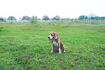 A tri-color beagle dog sitting on  the garss field