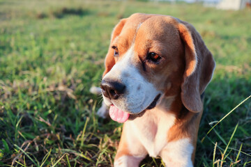 Head shot portrait of an adorable tri-color beagle dog lying on the grass field.