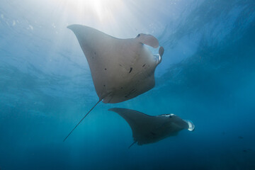 Mantas bathed in sunlight.
