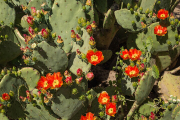 Prickly pear cactus blooming with red flower cacti orange red arizona florida opuntia plant...