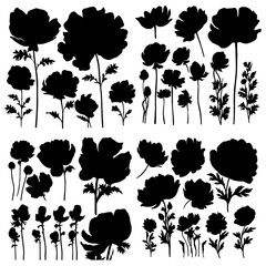 Anemone flower silhouettes