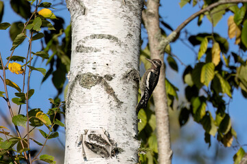 The young yellow-bellied sapsucker (Sphyrapicus varius) 