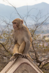 Monkey seen at Swayambhunath, the World Heritage Site declared by UNESCO