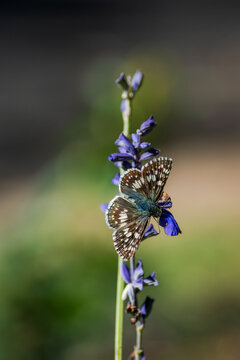 Purple sage with skipper butterfly in the autumn season, Autin, Texas 