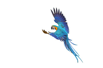 Colorful flying parrot isolated on transparent background png file