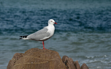 Seagull on a rocky outcrop on the Sapphire Coast Pambula New South Wales.

