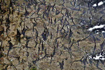 detail of the muddy inlet on coastal Merimbula showing the tips of mangroves growing through the mud.