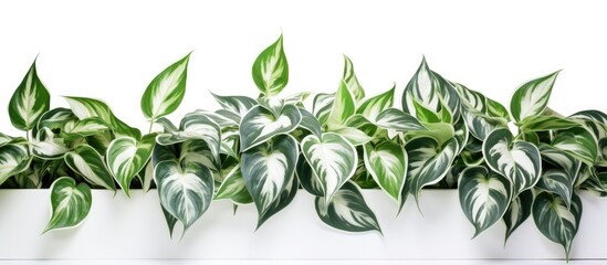 The foliage of Marble Queen Pothos is white and green with variegation With copyspace for text