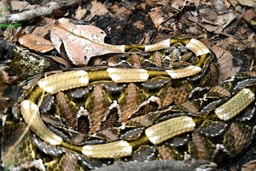 snake in the grass