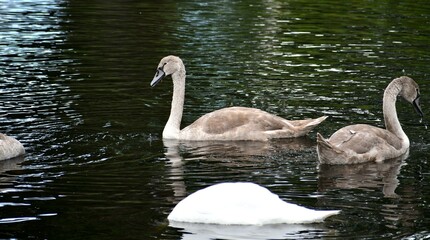swans on the river