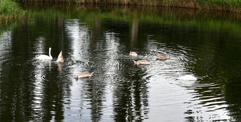 Swans on water