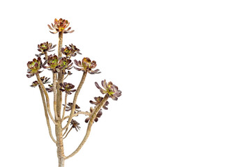 Aeonium black rose ornamental plant isolated on white background with copy space