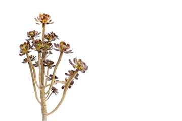 Aeonium black rose ornamental plant isolated on white background with copy space