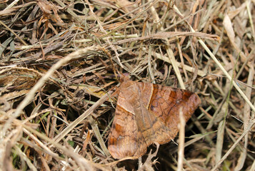 Adult of the Unmonkuchiba moth assimilating with brown hay (Outdoor field, closeup macro photography)