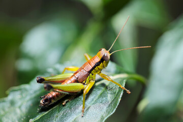 暗い森の青葉、まだ幼いフキバッタの幼虫（マクロレンズ使用・ストロボ＋自然光・接写写真）