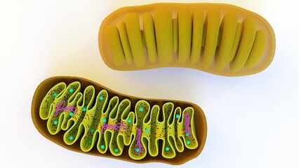 full and half cut Mitochondria in the white background 3d rendering