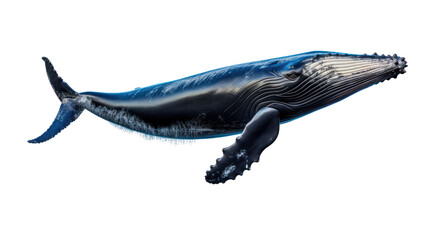 whale on the transparent background