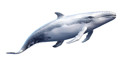 whale on the transparent background