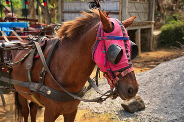A horse harnessed to a cart
