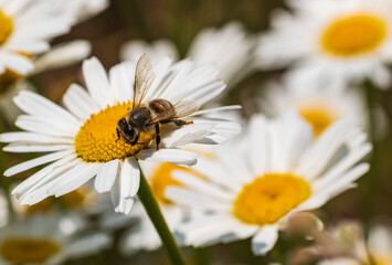 Eine Honigbiene sucht  Nektar auf weiß blühenden Margariten