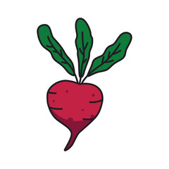 beetroot vegetable icon over white background. colorful design. vector illustration