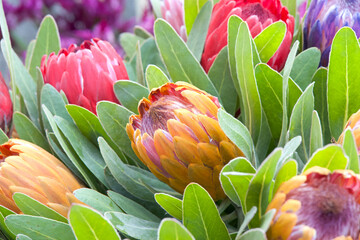 Vibrant orange and pink sugar bush protea flowers. Proteas are currently cultivated in over 20 countries.