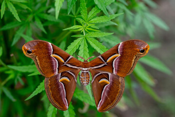 A beautiful and rare large moth.