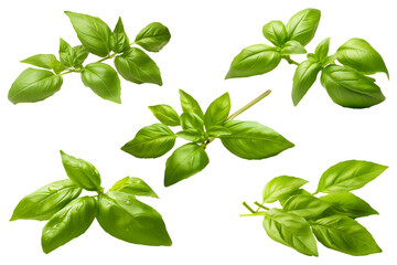 set of fresh basil leaves isolated on transparent background, cooking, food or diet design element collection, PNG cutout - obrazy, fototapety, plakaty