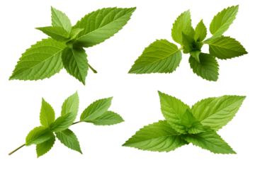 set of fresh mint leaves isolated on transparent background, cooking, food or diet design element collection, PNG cutout