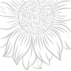 Sunflower. Sunflower for background.