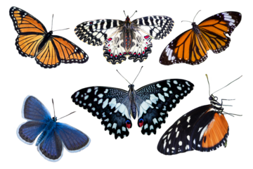 collection of butterflies
