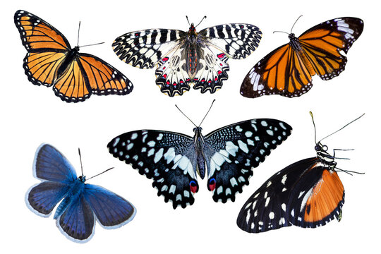 Fototapeta collection of butterflies