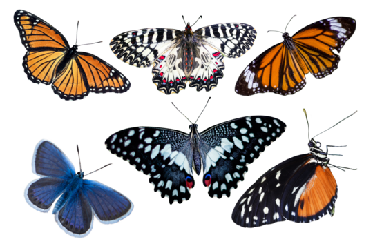 collection of butterflies
