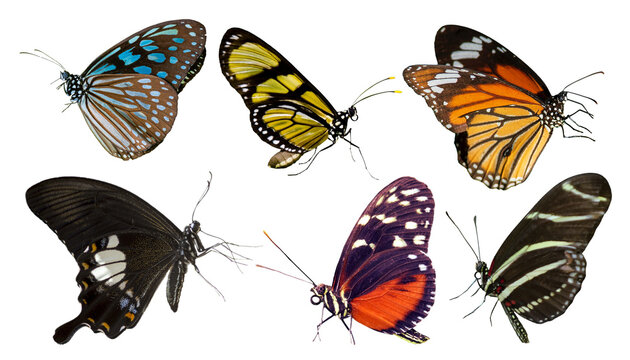 set of butterflies isolated