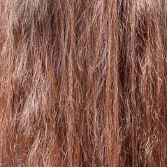 Brown hair as an abstract background. Texture